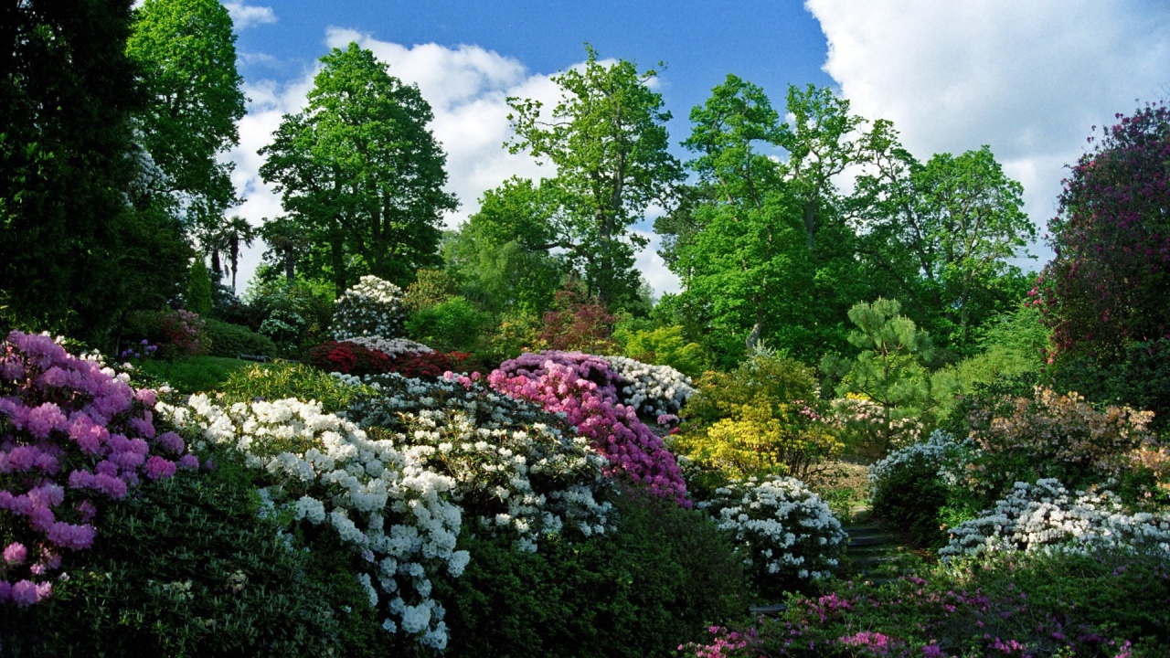 Цветущие кусты в весеннем саду