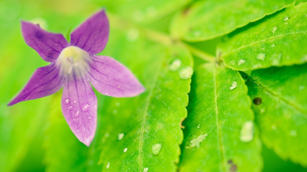 Фиолетовый цветок на мокрых листьях