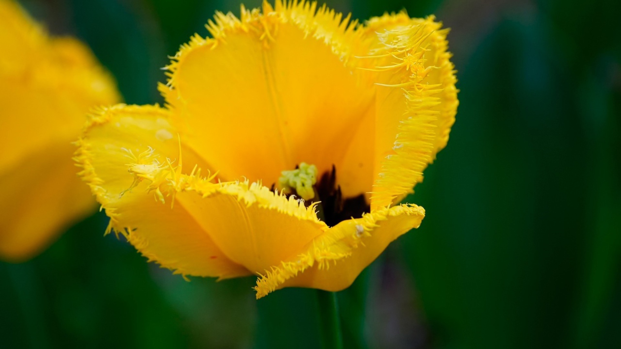 Желтый мохнатый цветок
