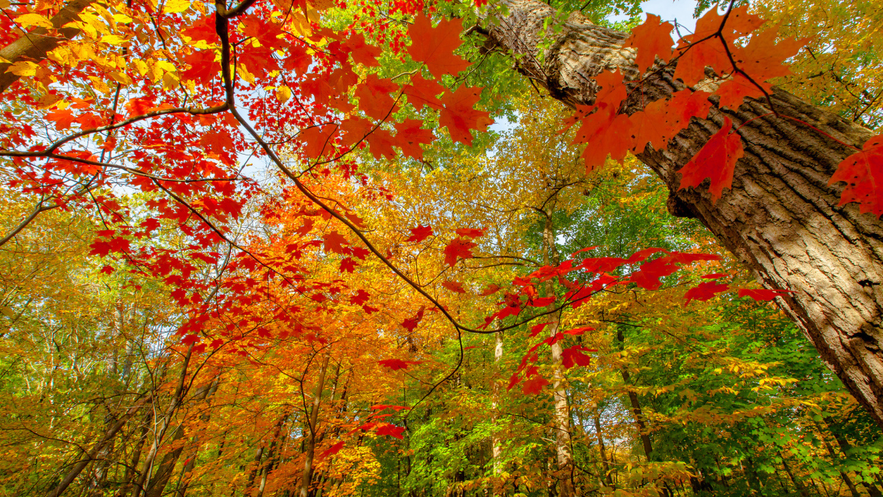Осень в лиственном лесу