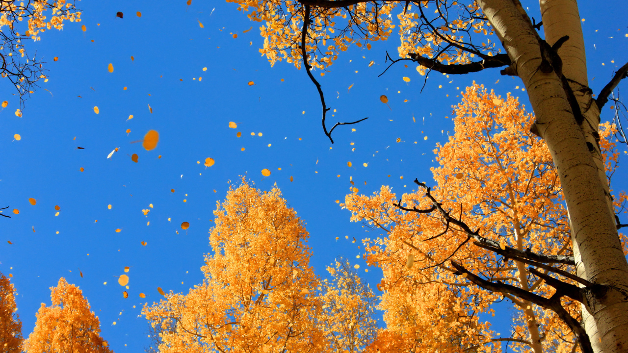 Осенний листопад на синем небе