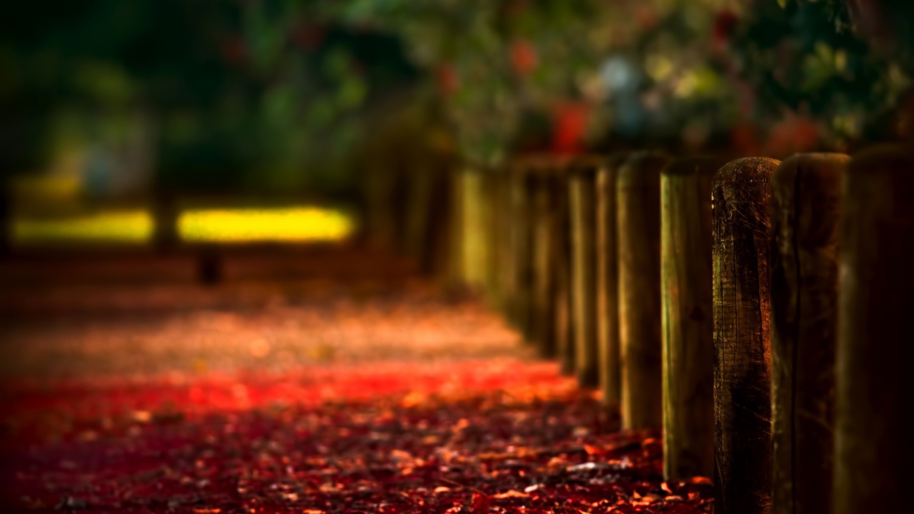 Красная листва на аллее вдоль деревянного забора