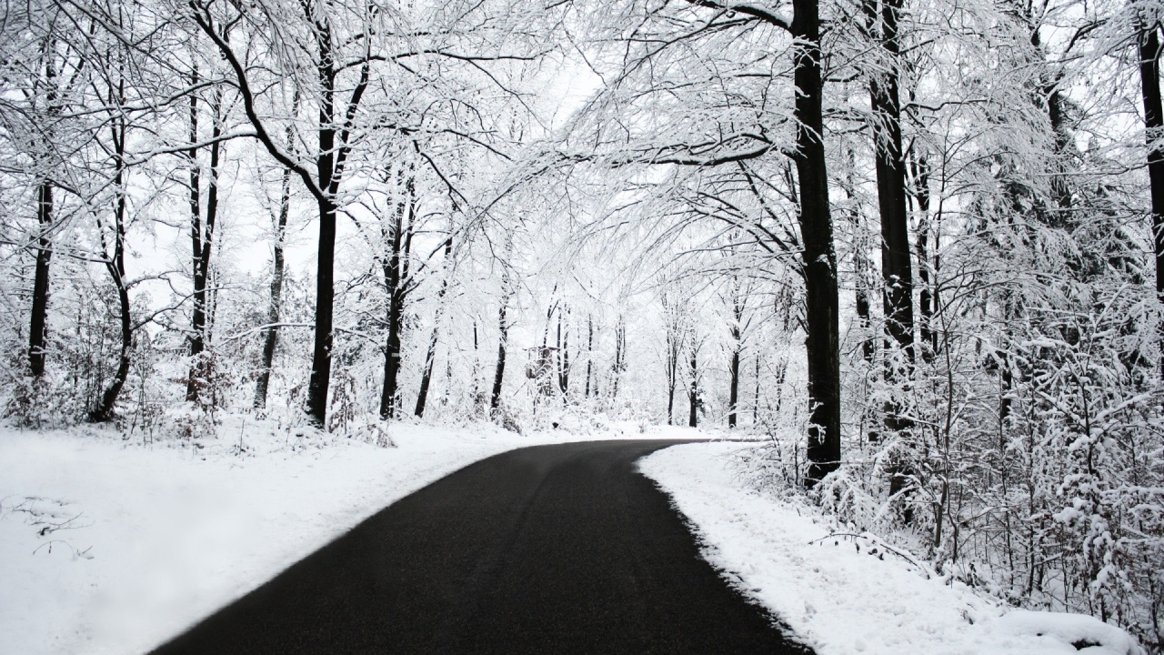 Черное шоссе в белом лесу