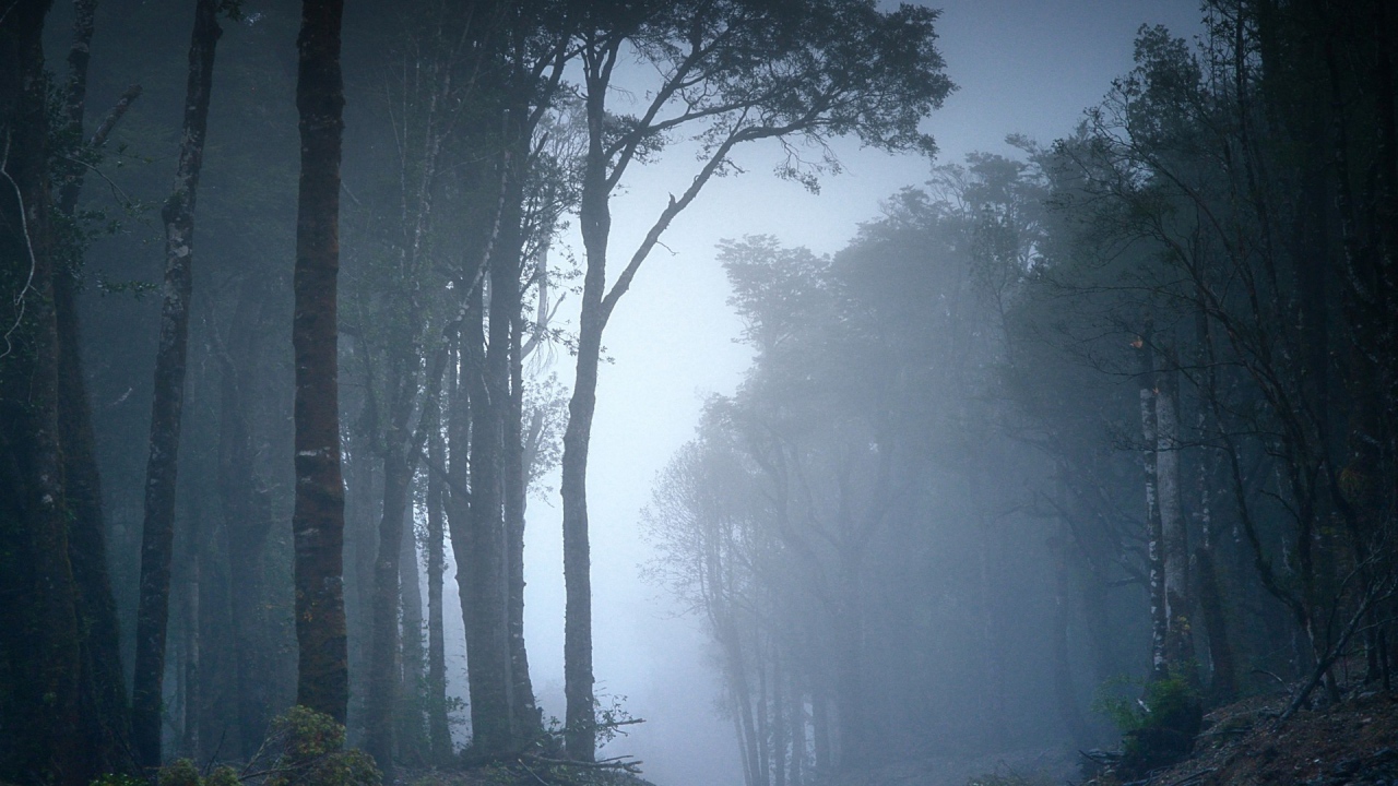 Туманный лес в Чили