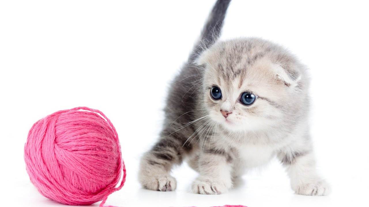 A small gray kitten with a pink ball of threads