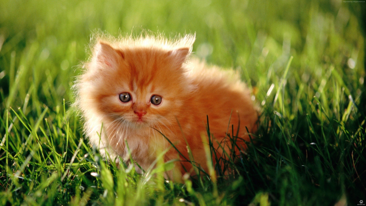 Испуганный пушистый рыжий котенок в зеленой траве