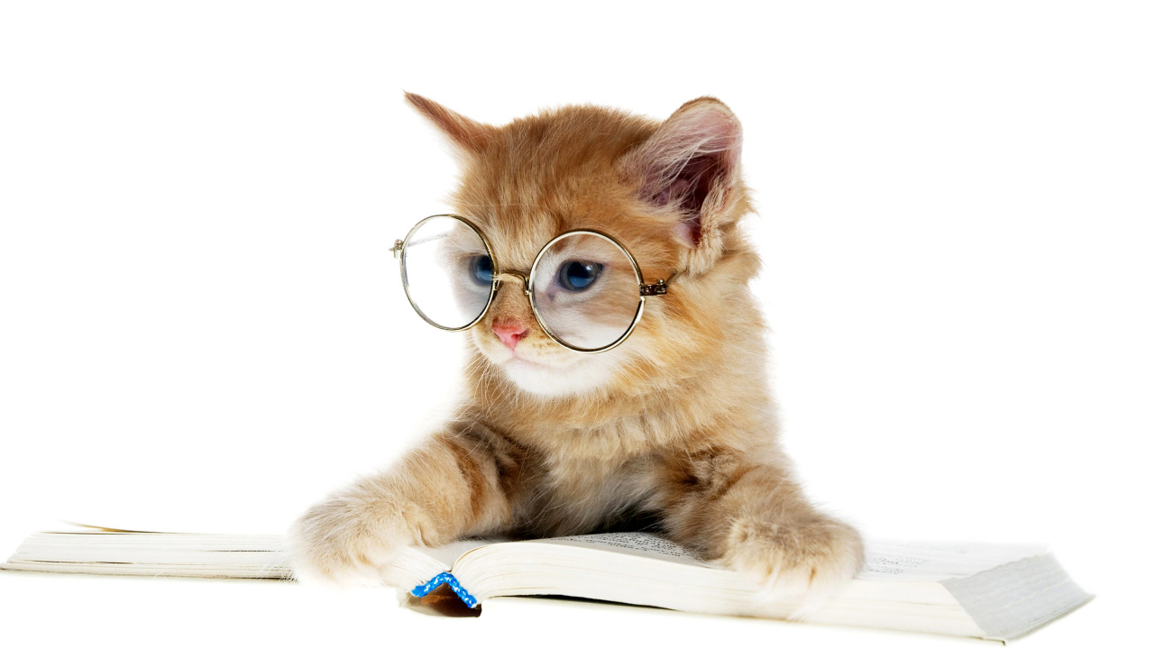 Маленький котенок в очках с книгой 