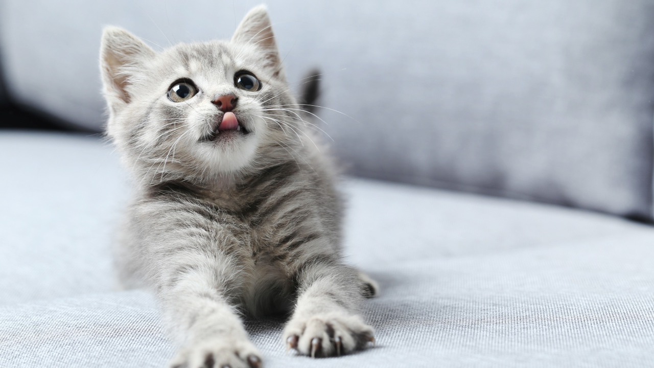 Маленький котенок с высунутым языком