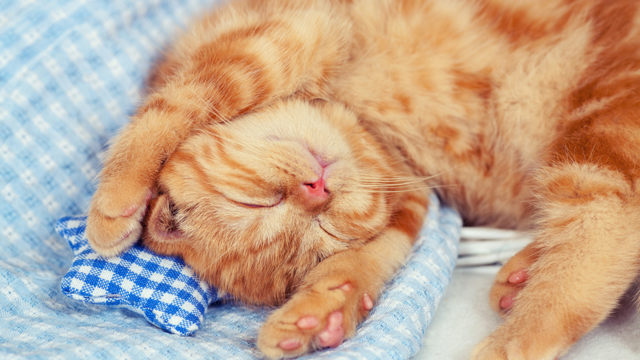 Маленький спящий рыжий котенок 