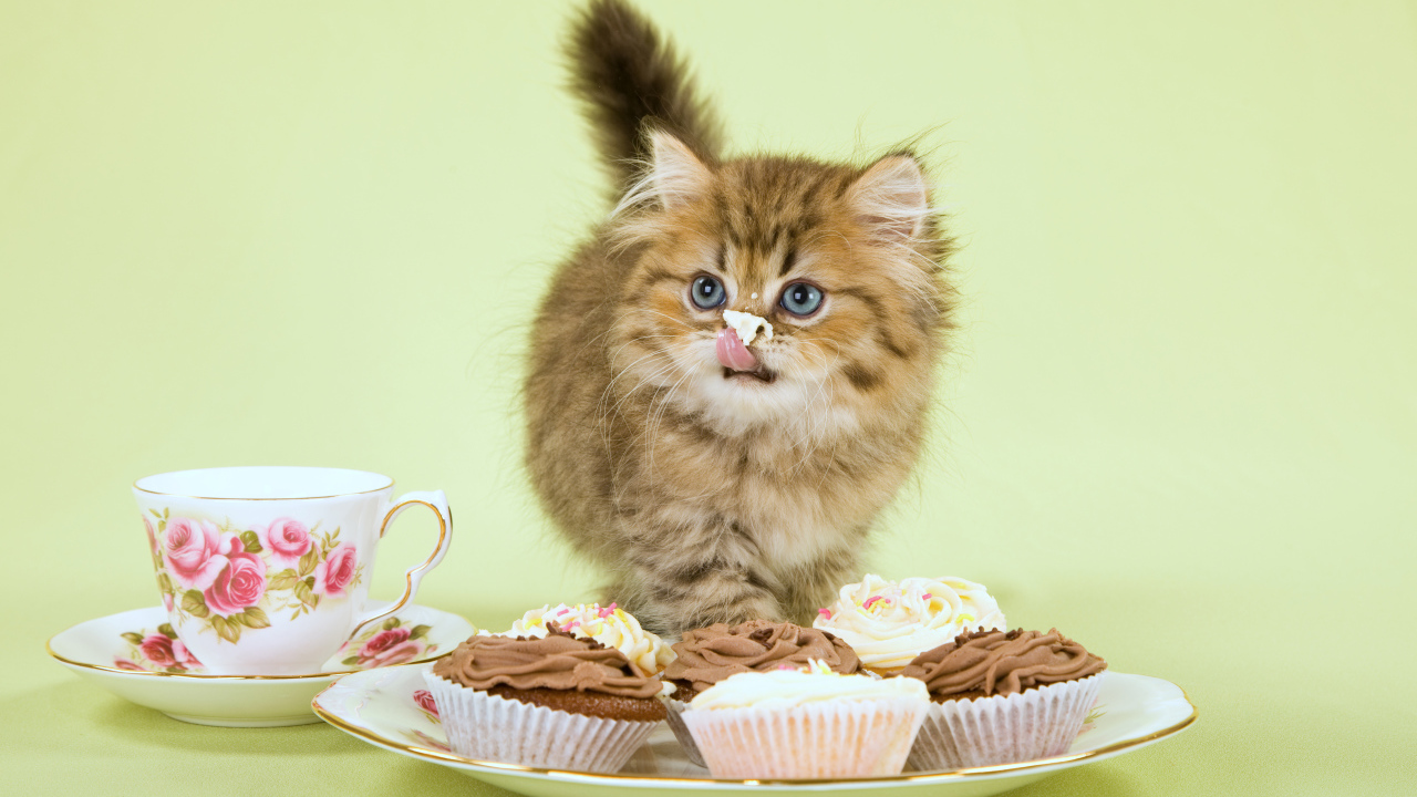 Милый котенок ест пирожное с кремом