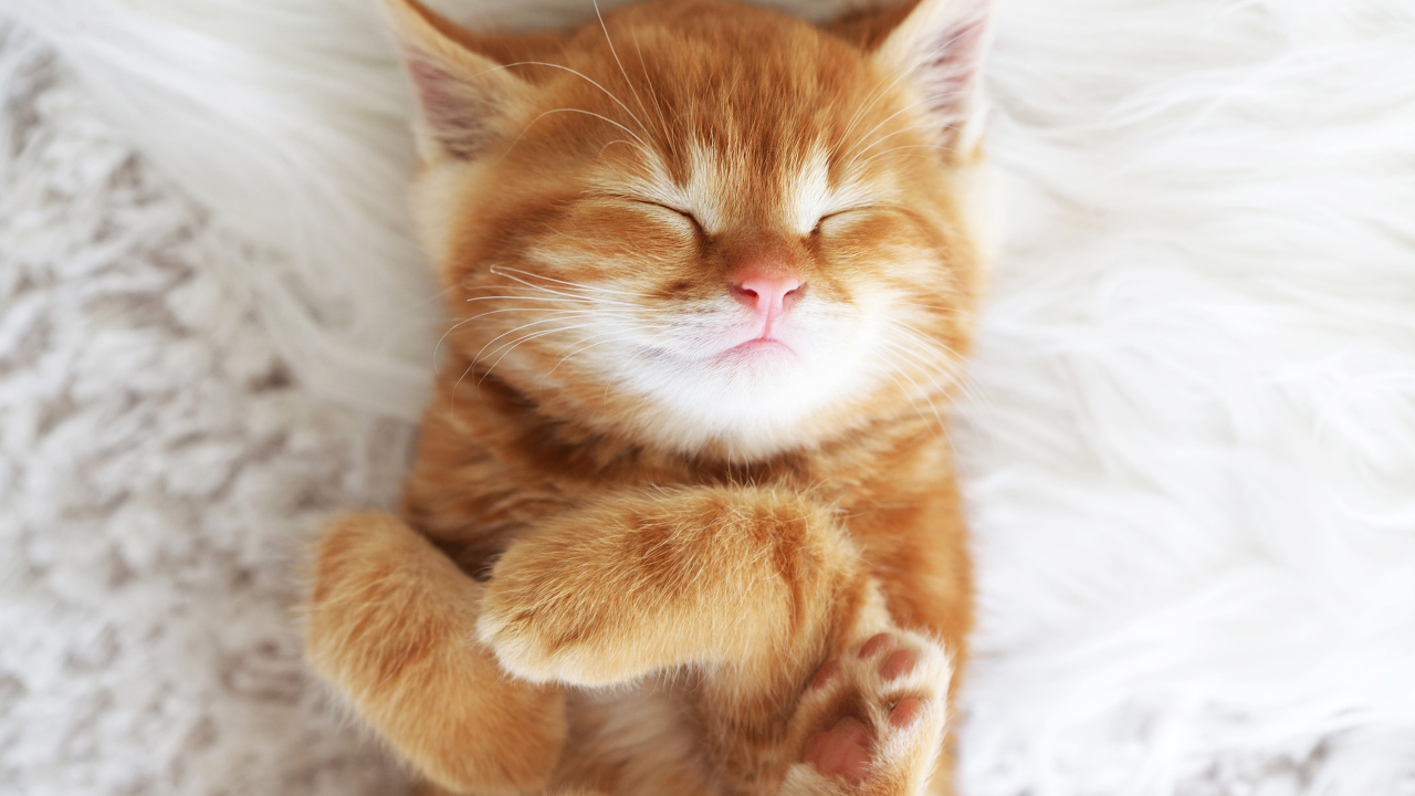 Милый спящий рыжий котенок