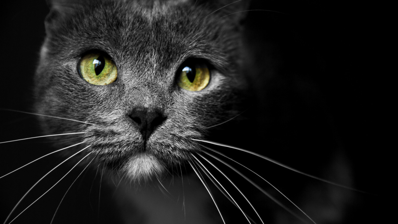 Морда кота с зелеными глазами 