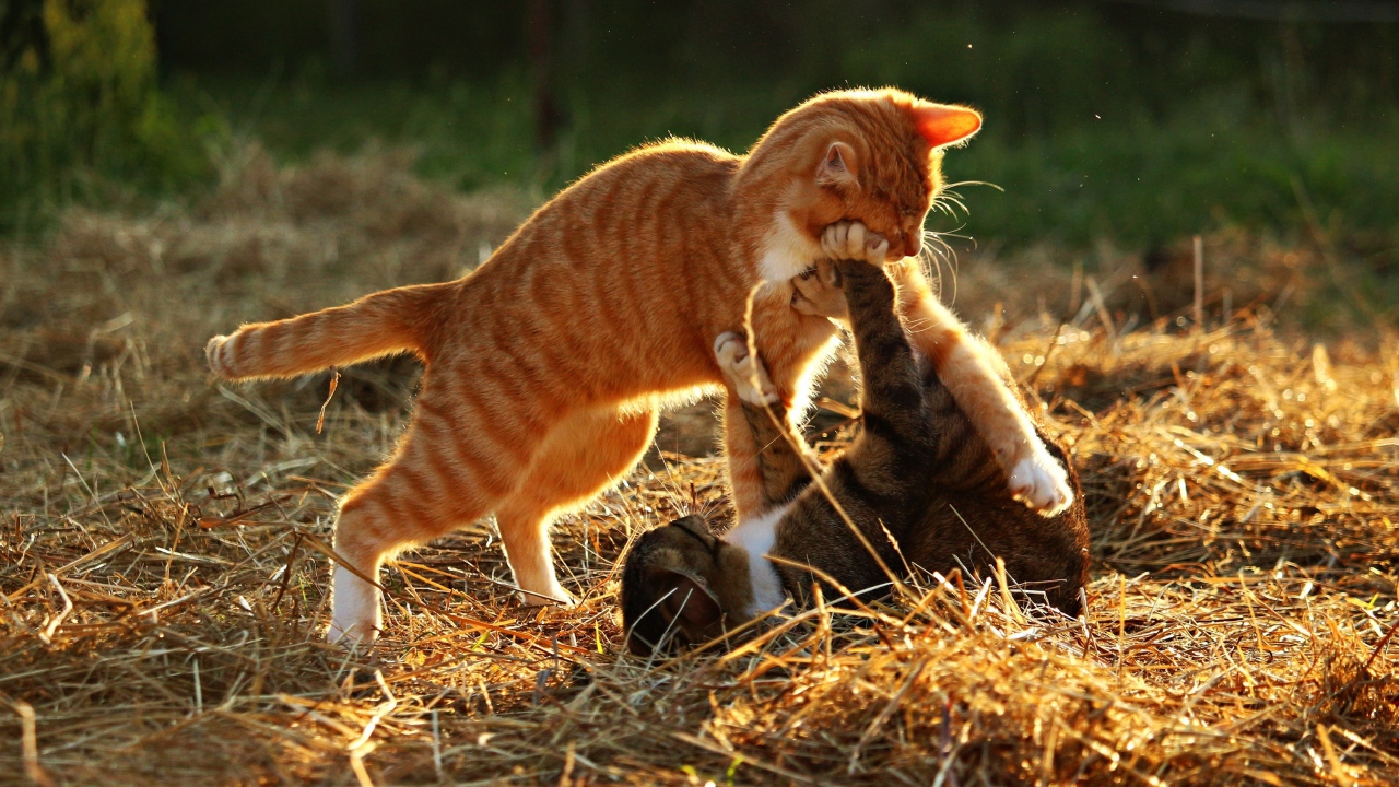 Рыжий и серый котенок играют на сухой траве