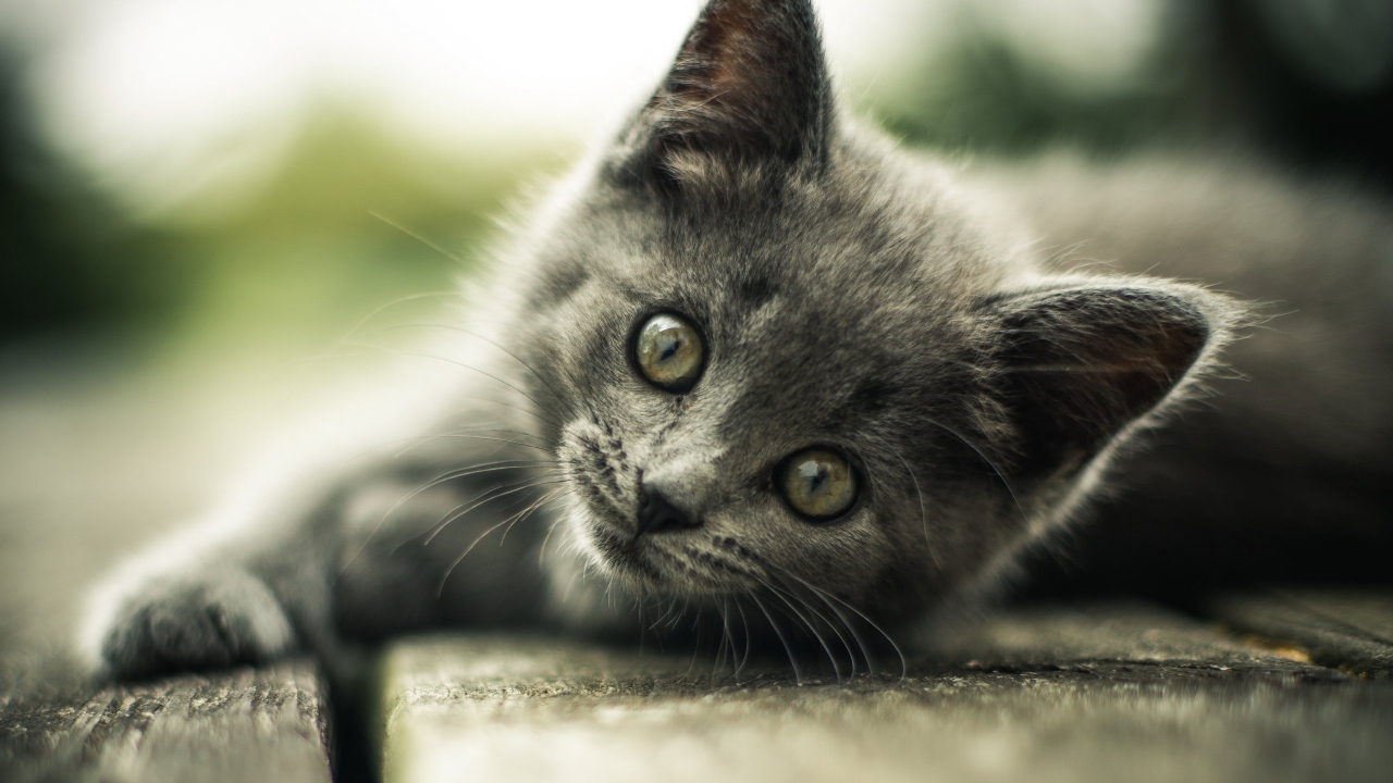 Взгляд маленького серого котенка 
