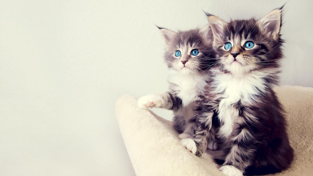 Два маленьких голубоглазых котенка 