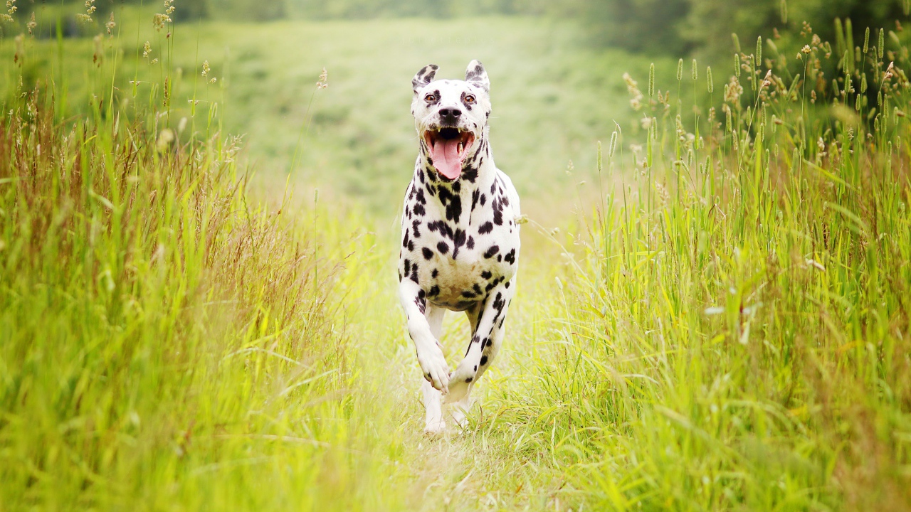 A Dalmatian dog runs along the green grass