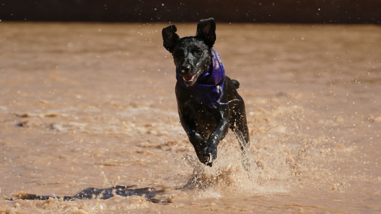 Черная собака с платком на шее бежит по воде