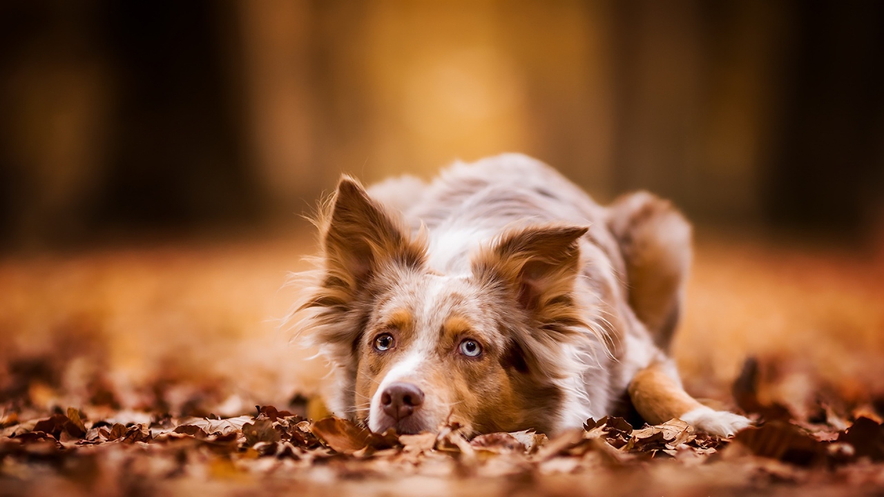 Голубоглазая рыжая собака лежит на сухой листве 