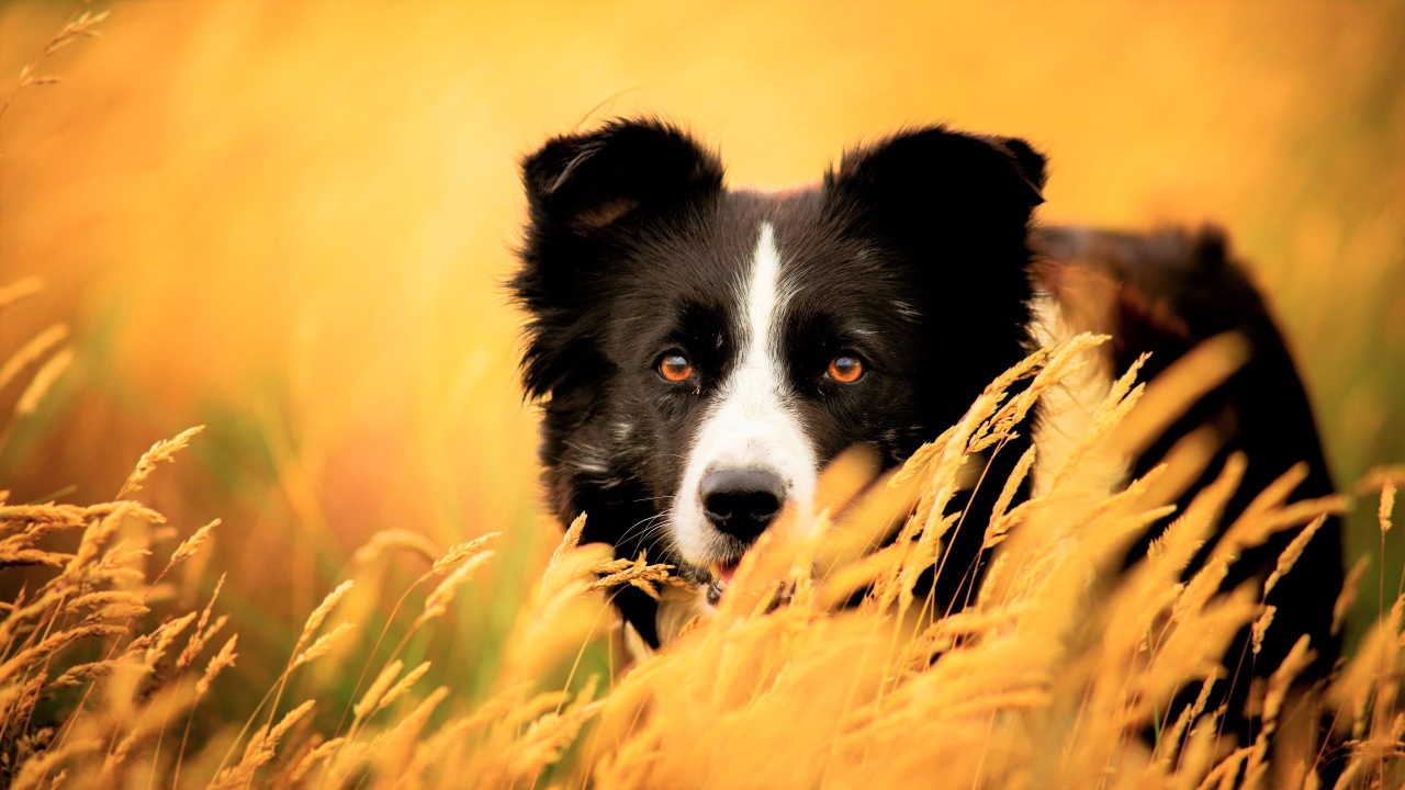 Собака породы бордер колли сидит в сухой траве