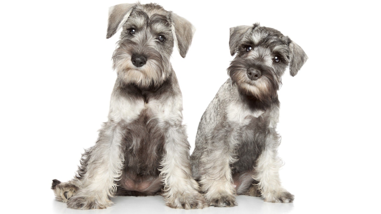 Два серых щенка шнауцера позируют на белом фоне