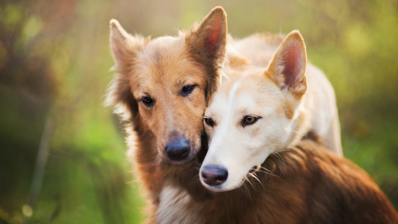 Две рыжие собаки обнимают друг друга