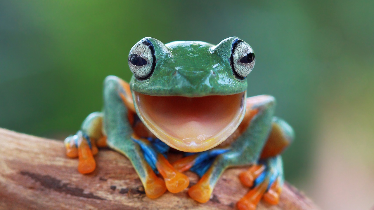 Забавная зеленая лягушка с открытым ртом