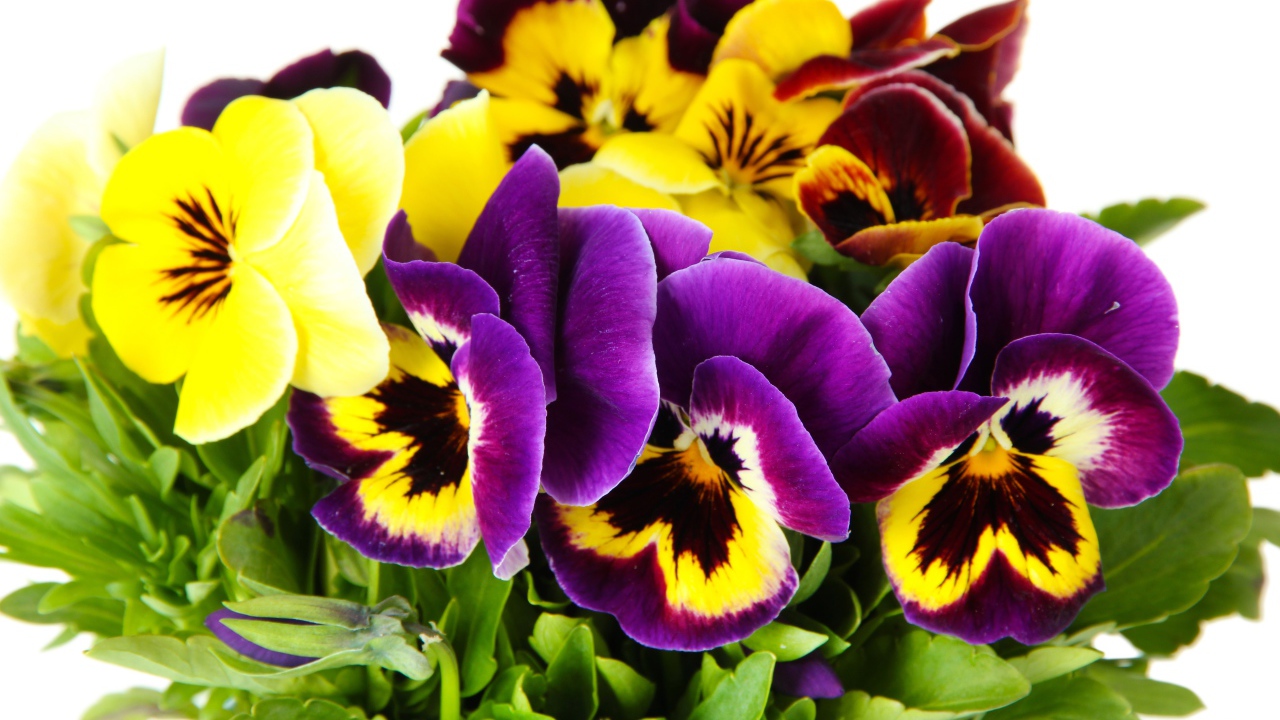 A bouquet of pansy flowers near