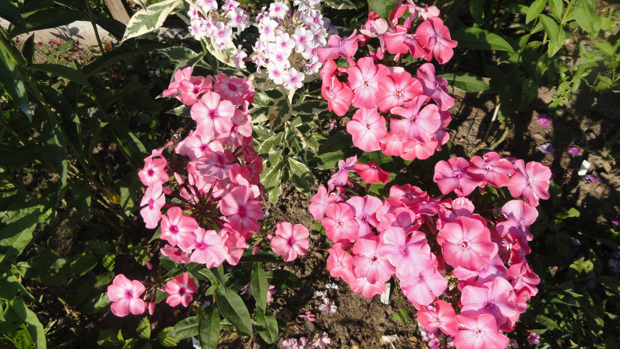 Pink garden flowers phloxes close-up