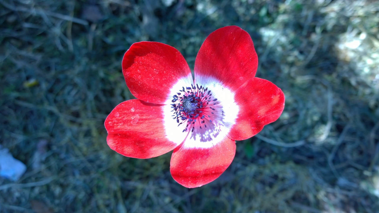 Красный цветок анемоны крупным планом