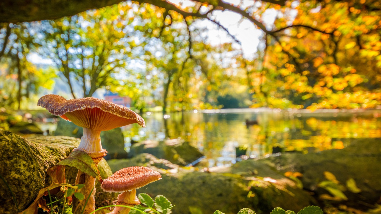 Два гриба в осеннем лесу у озера