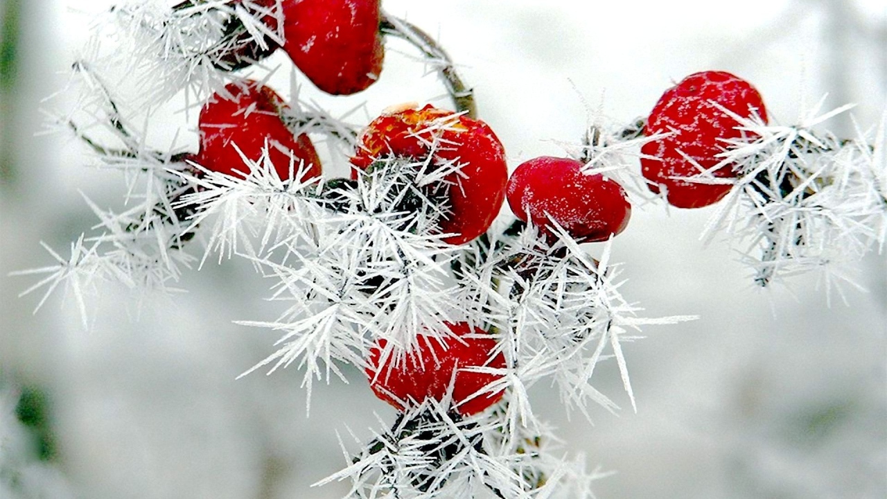 Красные ягоды шиповника покрыты колючим инеем 