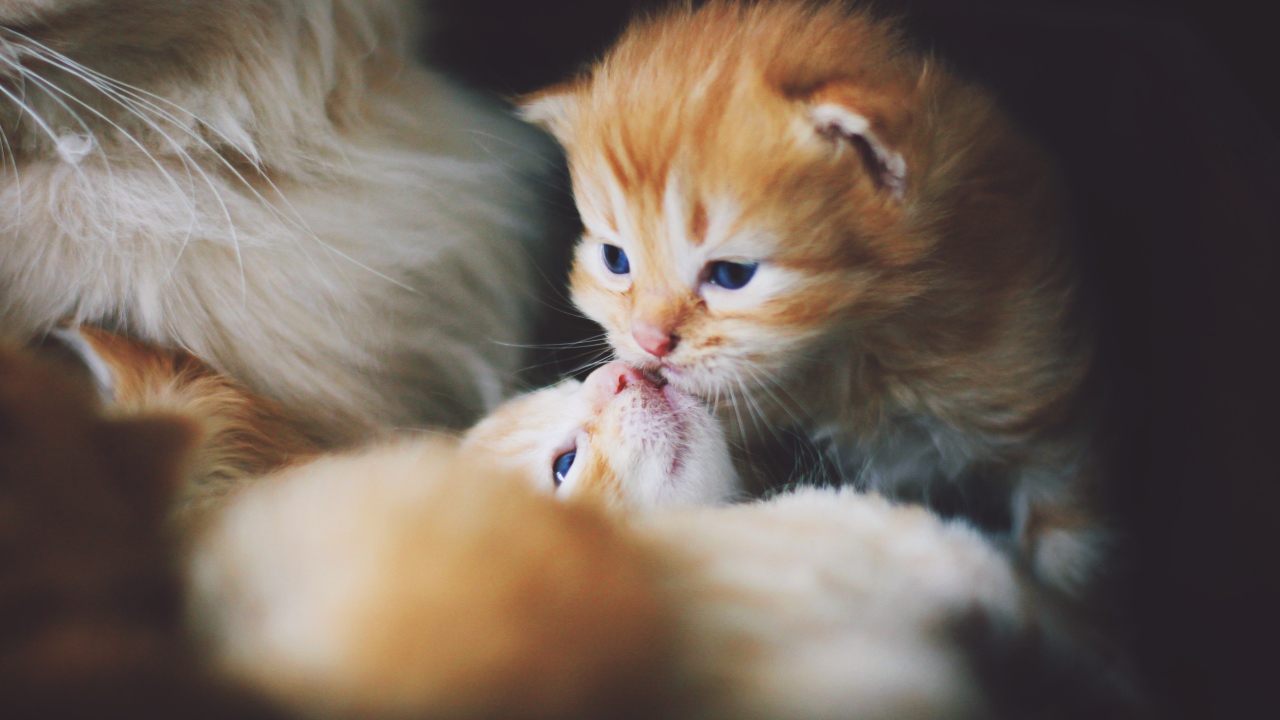 Little cute red kittens