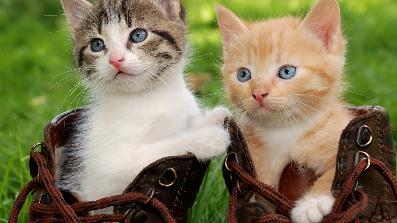 Два маленьких милых котенка сидят в ботинках