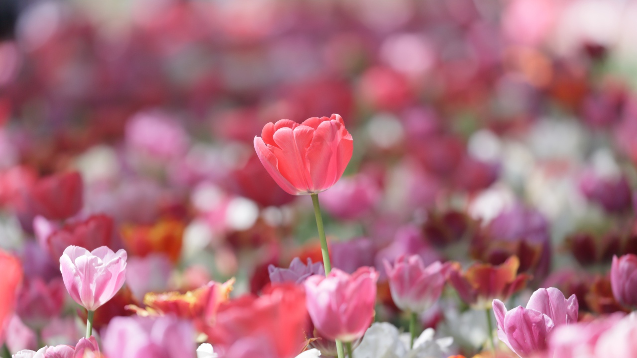 Красивые нежные розовые тюльпаны в лучах солнца