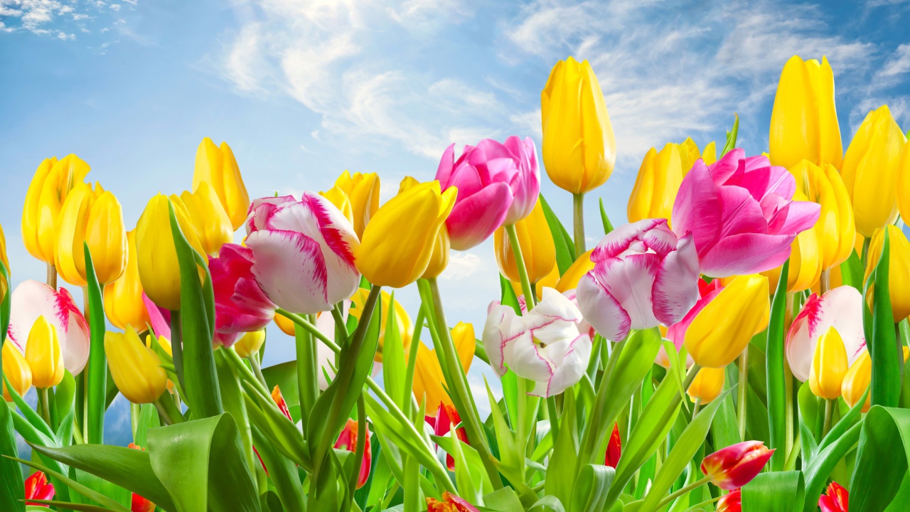 Разноцветные тюльпаны на фоне голубого неба с солнцем