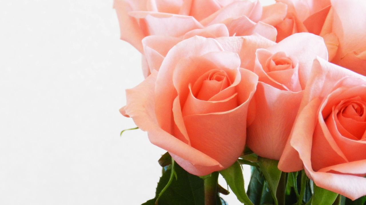 Букет нежных розовых роз крупным планом на белом фоне