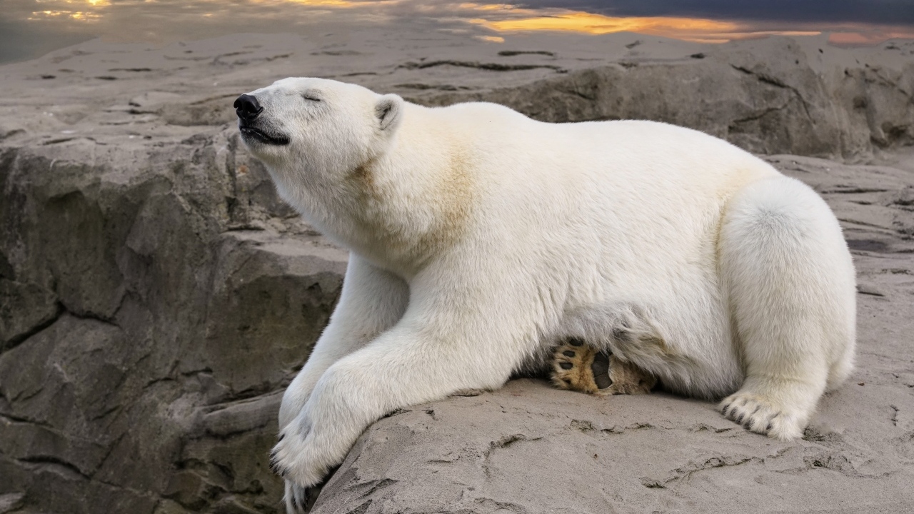 Большой белый медведь спит на камне