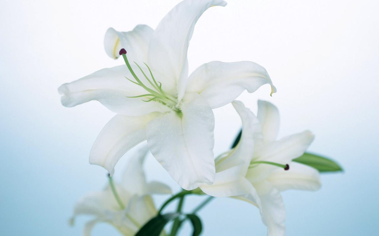 Белая лилия, Цветы