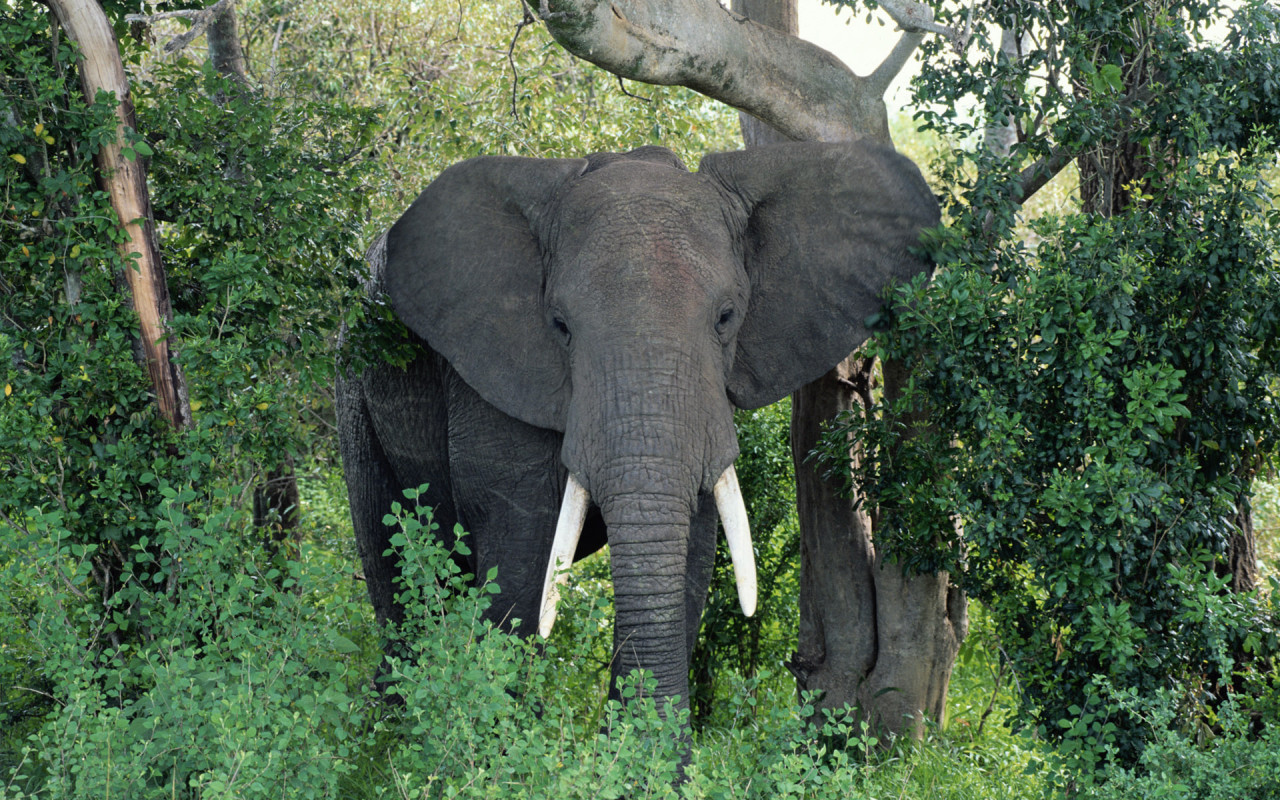 Previous, Animals - Beasts - Large African elephant wallpaper