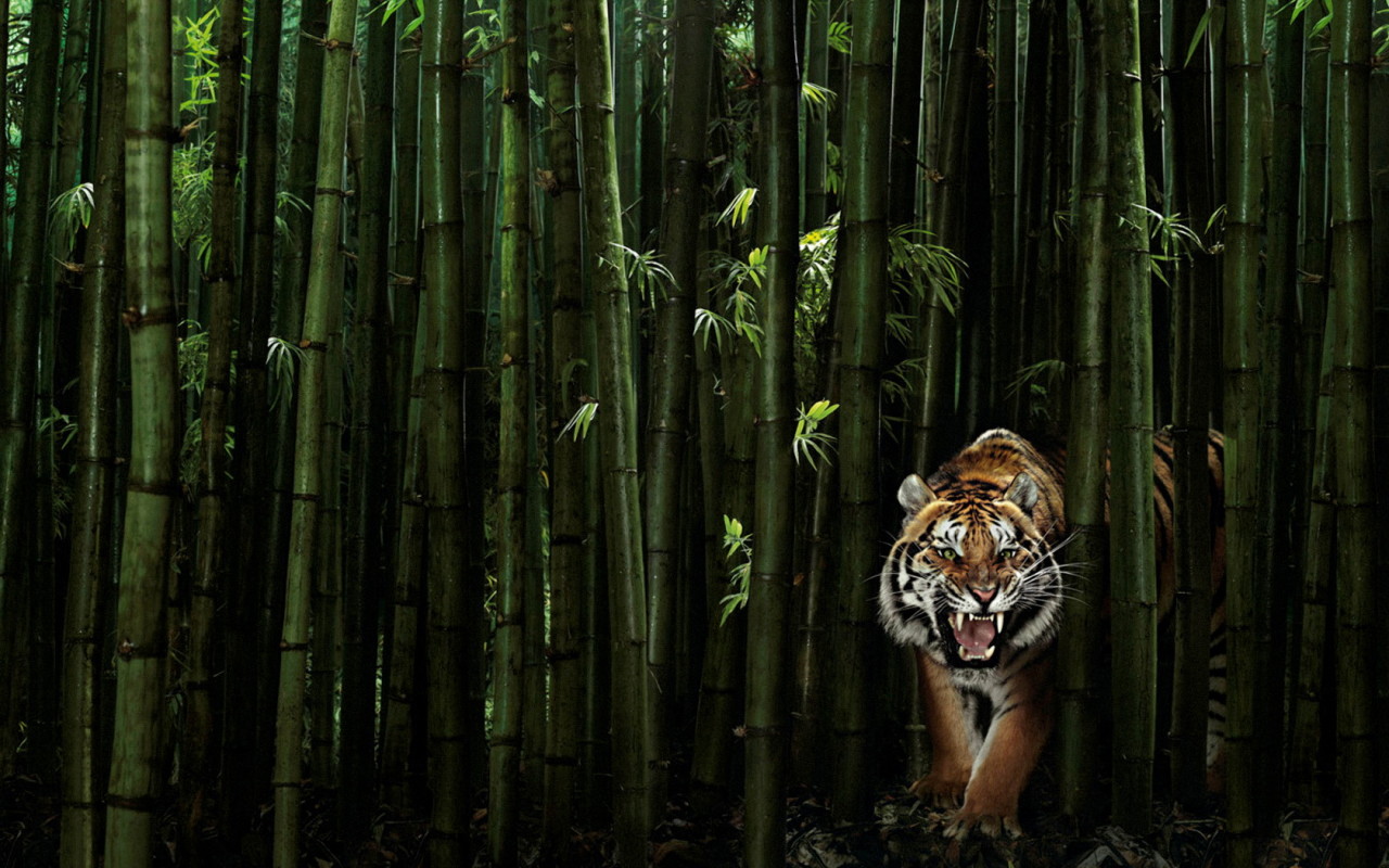 Bambu Mistis Bersuara Mirip Harimau !