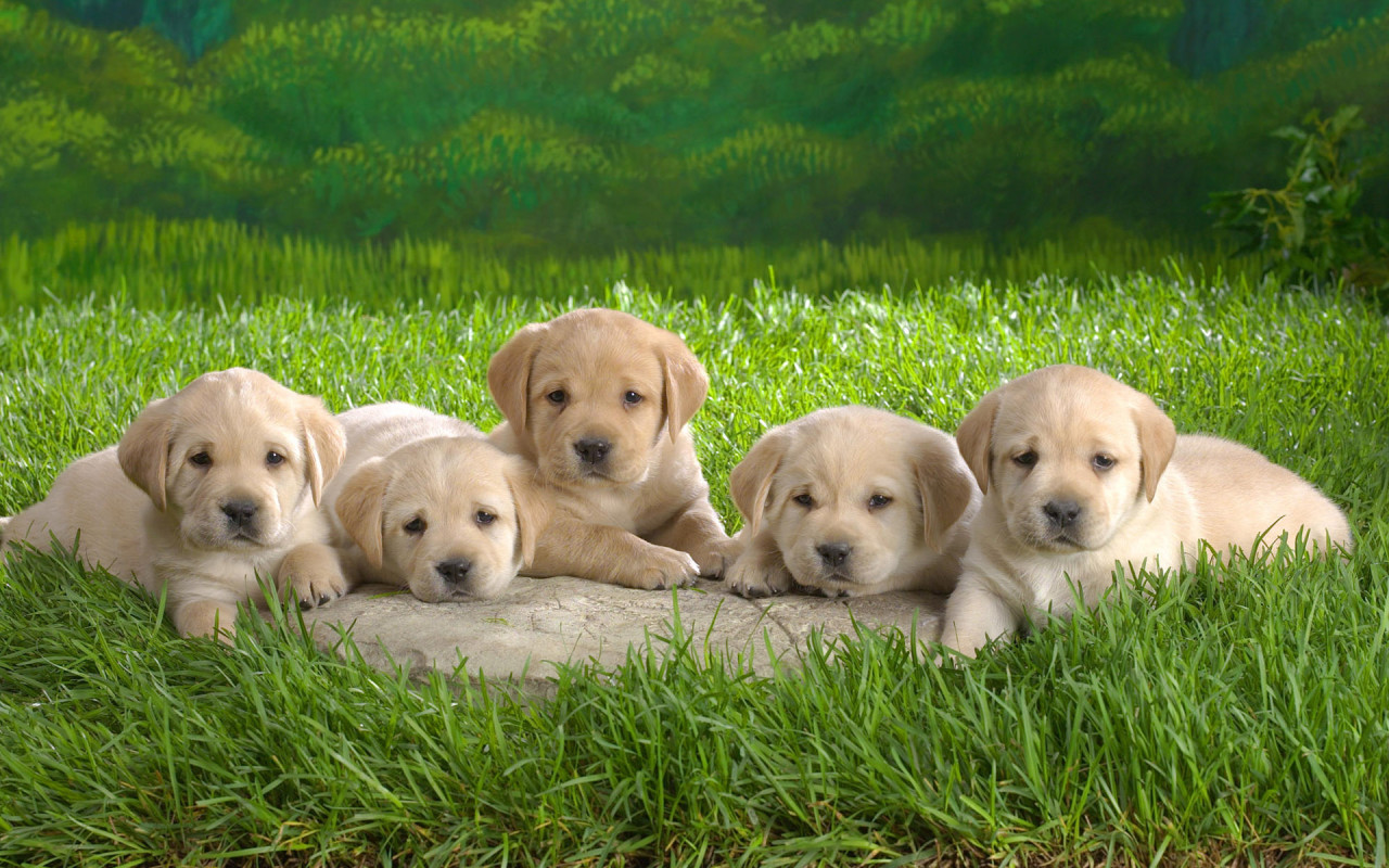 Previous, Animals - Dogs - Cute puppies wallpaper