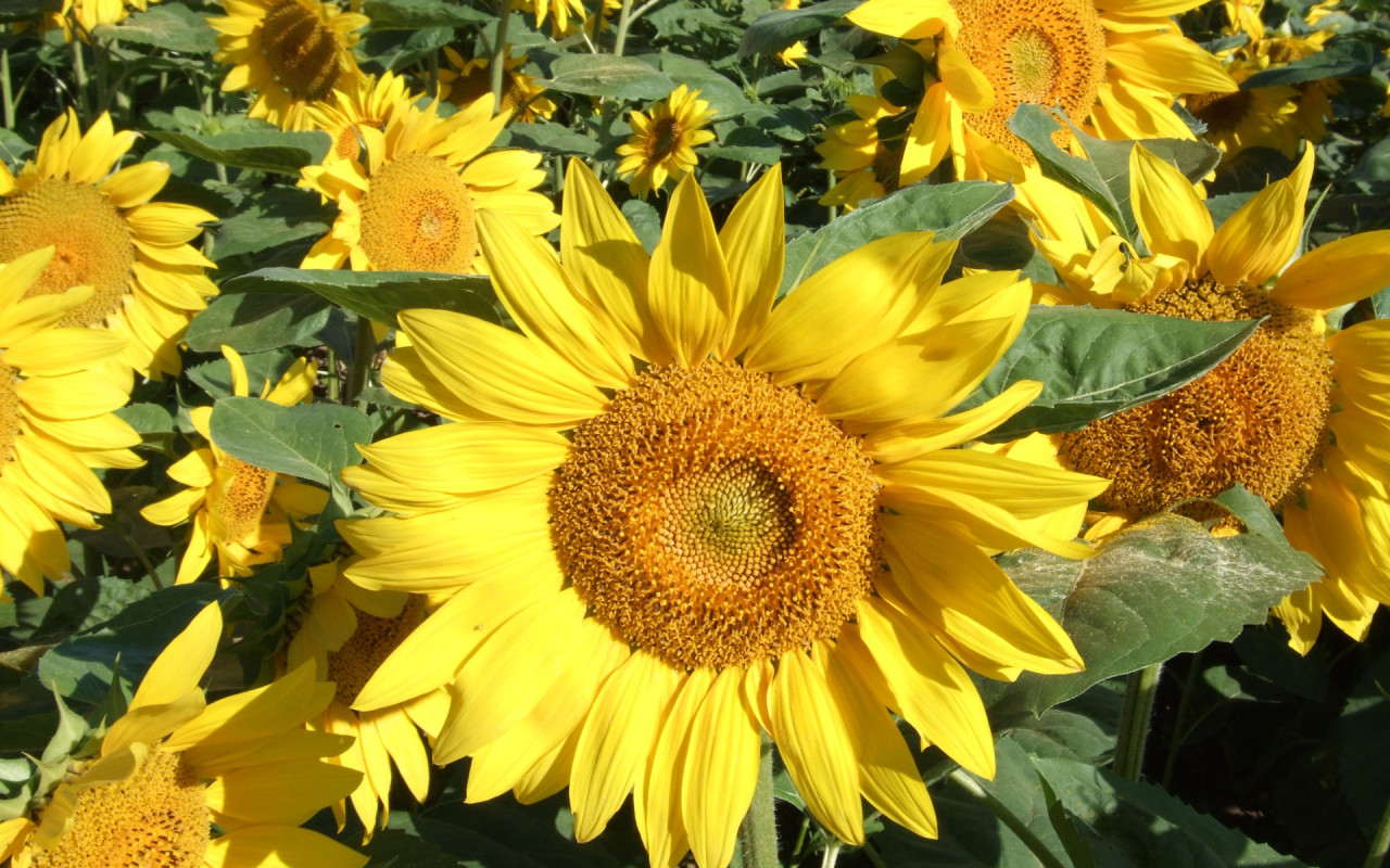 http://www.zastavki.com/pictures/1280x800/2009/Nature_Flowers_Yellow_Sunflower_013236_.jpg