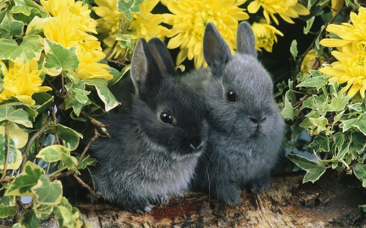 Парочка кроликов