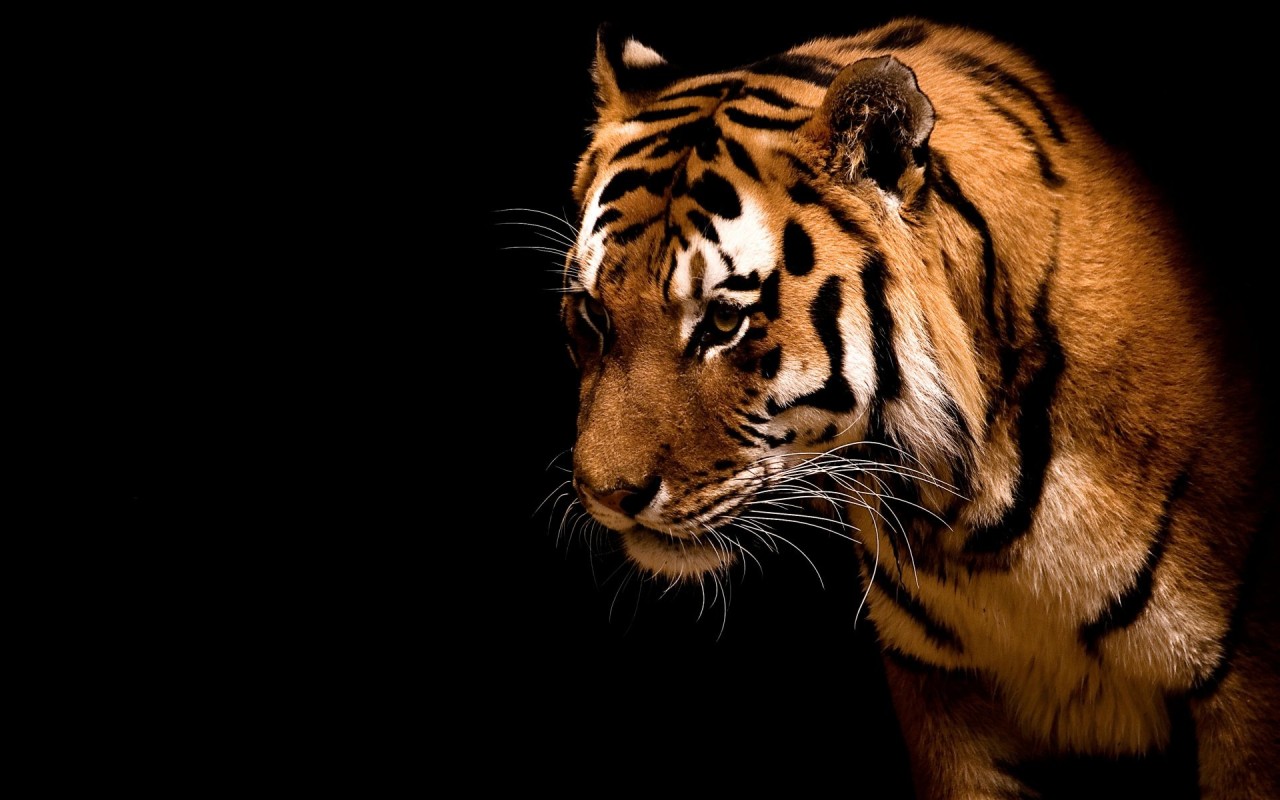 Previous, Animals - Beasts - Tiger on a black background wallpaper