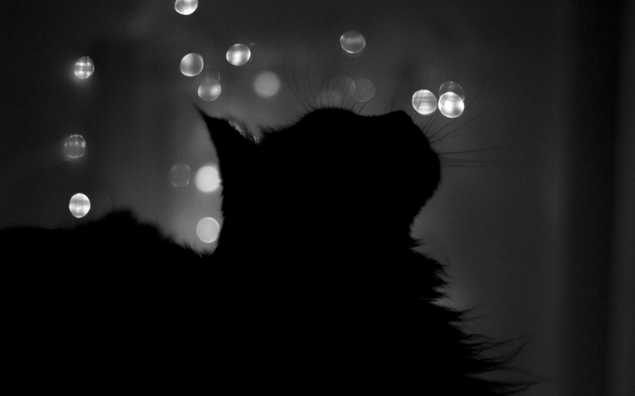 http://www.zastavki.com/pictures/1280x800/2010/Animals_Cats_Black_cat_in_shade_026224_.jpg