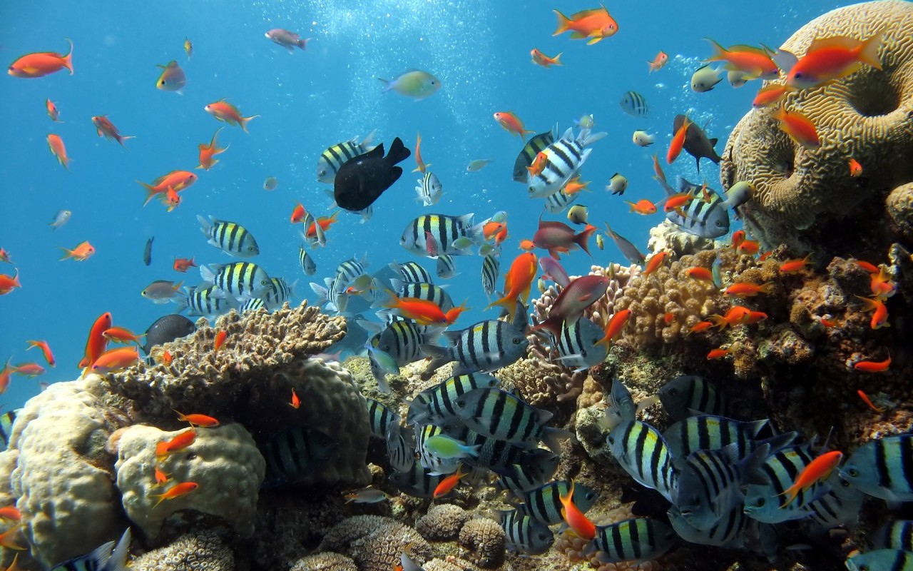 Animals Under water sea ocean fish 024355 