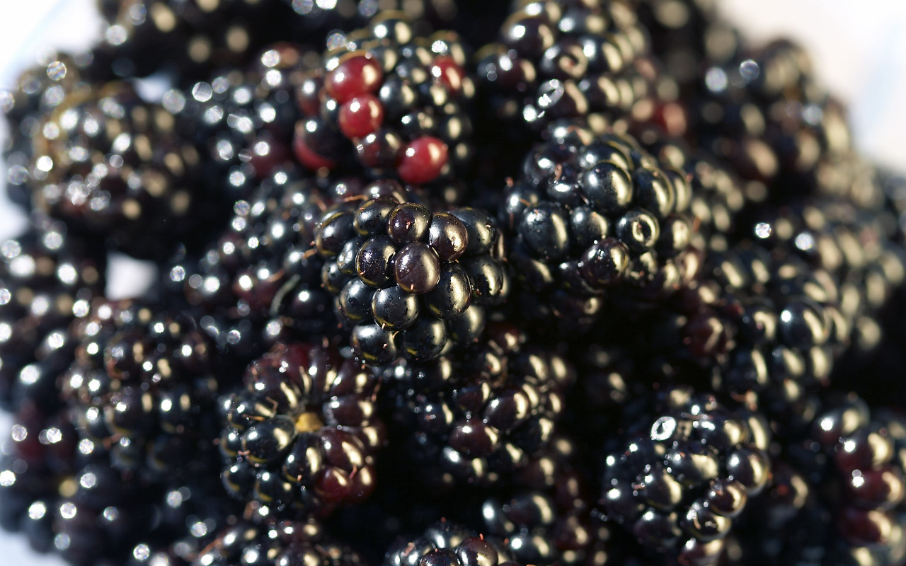 Previous, Food - Fruits and Berryes - Blackberry wallpaper