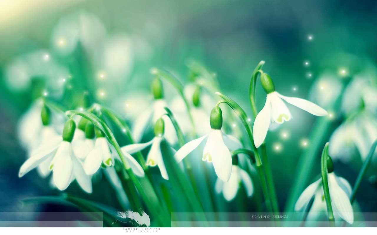 игра " Исполнитель желаний !" - Страница 2 Nature_Flowers_first_snowdrops_Spring_Flowers_022511_