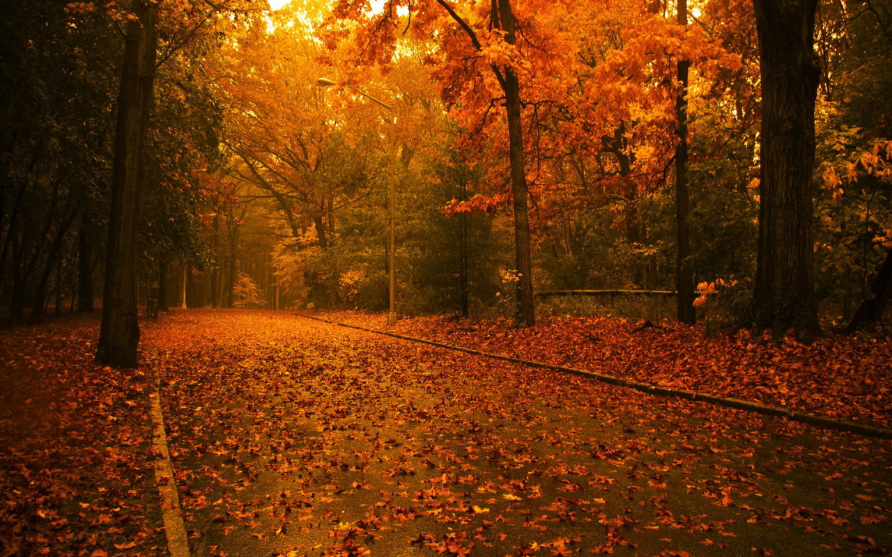 Fall Autumn Desktop Wallpaper Screensaver