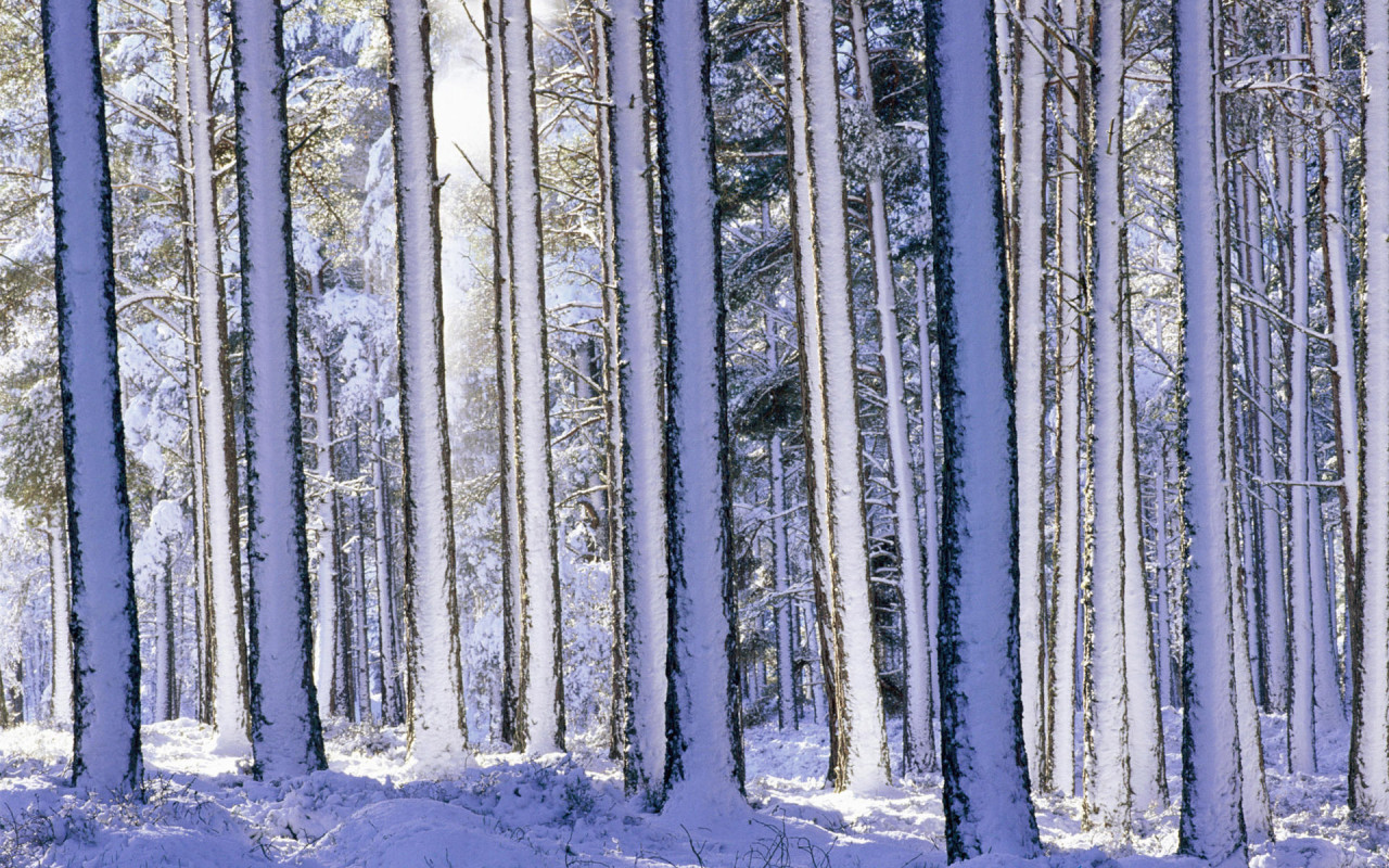 http://www.zastavki.com/pictures/1280x800/2010/Winter_wallpapers_Forest_after_a_snowfall_019336_.jpg